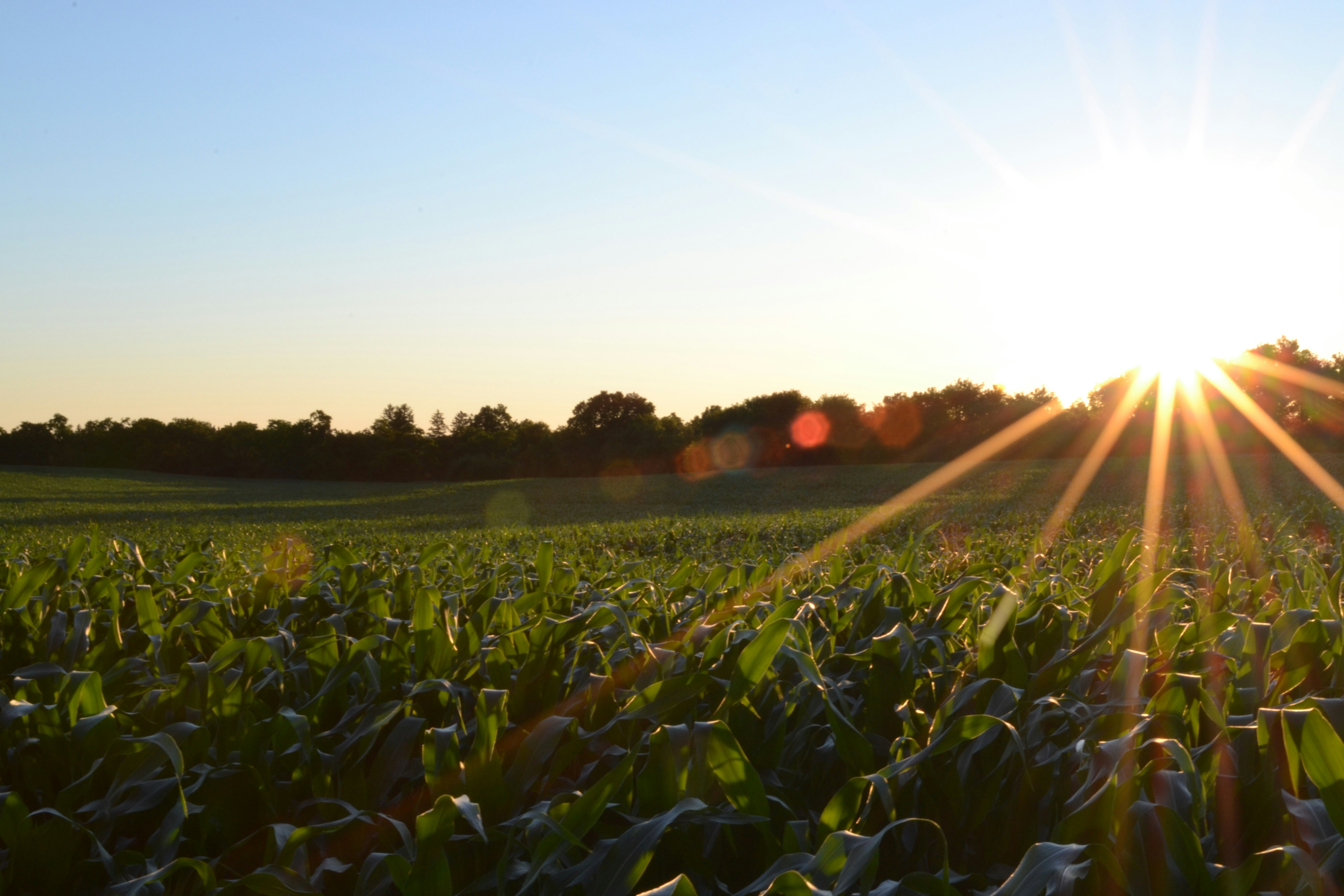 Agricultural Insurance Explained: Coverage and Benefits